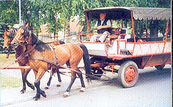  Altenpflege Kutschfahrt